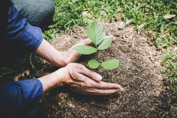 Quelle est la meilleure stratégie pour encourager la plantation d'arbres en milieu urbain?